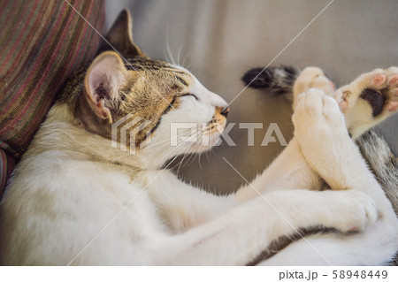 White cute cat sleeping on a sofa curled up White cute cat sleeping on a sofa curled up 58948449