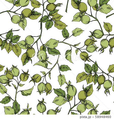 Wildflower rosa canina in a vector style isolated. Green engraved ink art. Wildflower rosa canina in a vector style isolated. Green engraved ink art. 58948460