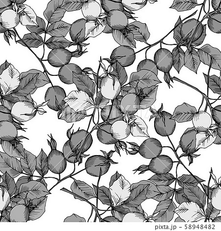 Wildflower rosa canina in a vector style isolated. Black and white engraved ink art. Wildflower rosa canina in a vector style isolated. Black and white engraved ink art. 58948482