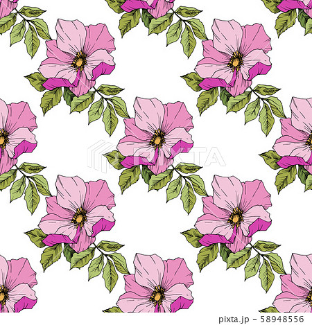 Wildflower rosa canina in a vector style isolated. Green and pink engraved ink art. Wildflower rosa canina in a vector style isolated. Green and pink engraved ink art. 58948556