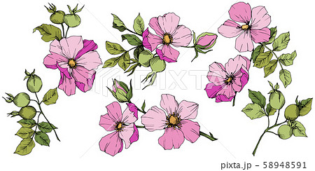 Wildflower rosa canina in a vector style isolated. Pink engraved ink art. 58948591