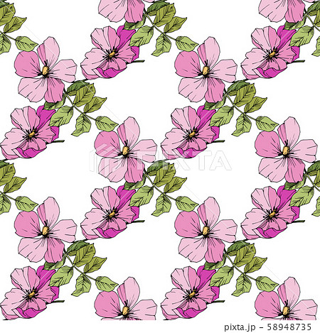 Wildflower rosa canina in a vector style isolated. Green and pink engraved ink art. Wildflower rosa canina in a vector style isolated. Green and pink engraved ink art. 58948735