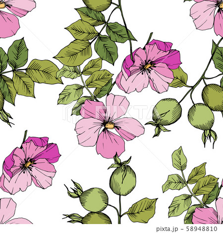 Wildflower rosa canina in a vector style isolated. Green and pink engraved ink art. 58948810