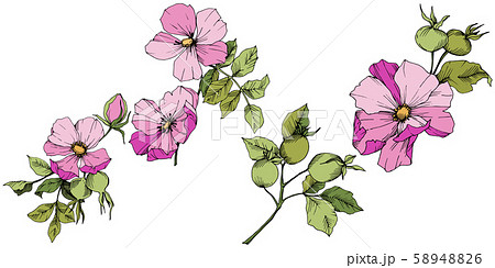 Wildflower rosa canina in a vector style isolated. Pink engraved ink art. 58948826