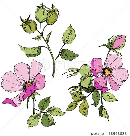 Wildflower rosa canina in a vector style isolated. Pink engraved ink art. Wildflower rosa canina in a vector style isolated. Pink engraved ink art. 58948828