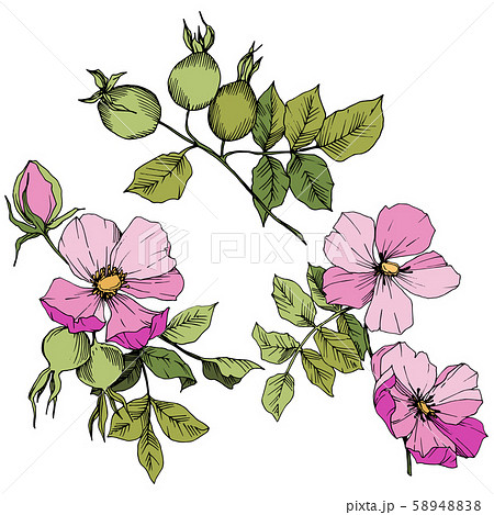 Wildflower rosa canina in a vector style isolated. Pink engraved ink art. 58948838