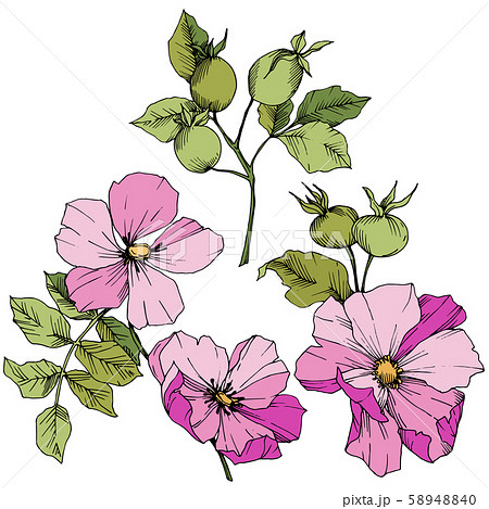Wildflower rosa canina in a vector style isolated. Pink engraved ink art. Wildflower rosa canina in a vector style isolated. Pink engraved ink art. 58948840