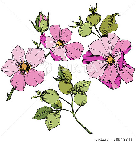 Wildflower rosa canina in a vector style isolated. Pink engraved ink art. Wildflower rosa canina in a vector style isolated. Pink engraved ink art. 58948843