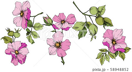 Wildflower rosa canina in a vector style isolated. Pink engraved ink art. 58948852