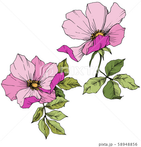 Wildflower rosa canina in a vector style isolated. Pink engraved ink art. Wildflower rosa canina in a vector style isolated. Pink engraved ink art. 58948856