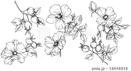 Wildflower rosa canina in a vector style isolated. Black and white engraved ink art. Wildflower rosa canina in a vector style isolated. Black and white engraved ink art. 58948858