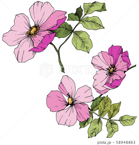 Wildflower rosa canina in a vector style isolated. Pink engraved ink art. Wildflower rosa canina in a vector style isolated. Pink engraved ink art. 58948863