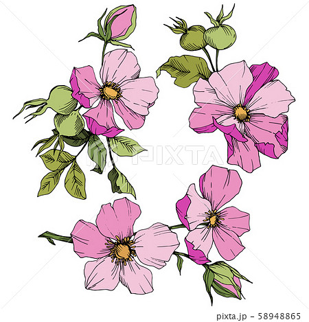Wildflower rosa canina in a vector style isolated. Pink engraved ink art. Wildflower rosa canina in a vector style isolated. Pink engraved ink art. 58948865