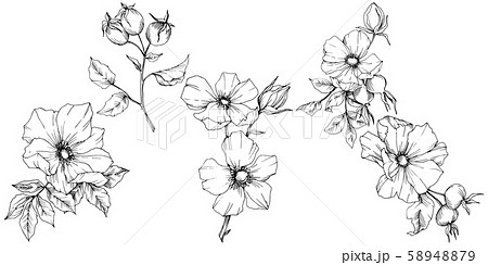 Wildflower rosa canina in a vector style isolated. Black and white engraved ink art. 58948879