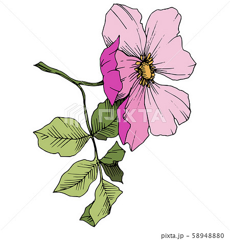 Wildflower rosa canina in a vector style isolated. Pink engraved ink art. Wildflower rosa canina in a vector style isolated. Pink engraved ink art. 58948880