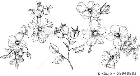 Wildflower rosa canina in a vector style isolated. Black and white engraved ink art. Wildflower rosa canina in a vector style isolated. Black and white engraved ink art. 58948883