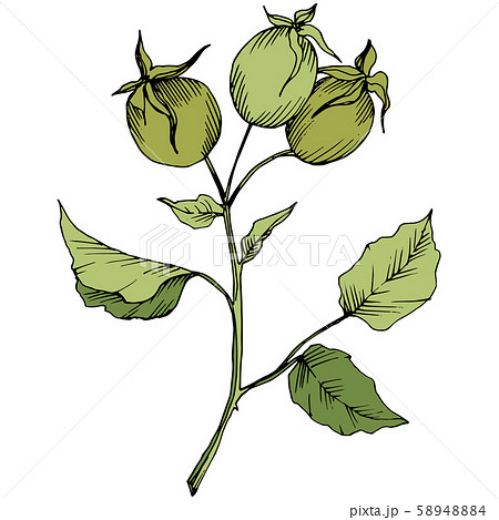 Wildflower rosa canina in a vector style isolated. Green engraved ink art. Wildflower rosa canina in a vector style isolated. Green engraved ink art. 58948884