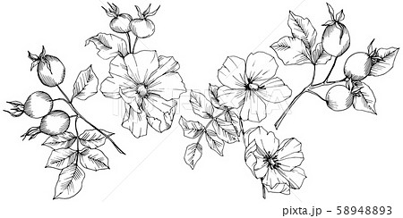 Wildflower rosa canina in a vector style isolated. Black and white engraved ink art. 58948893