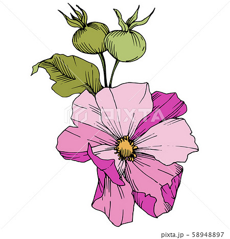 Wildflower rosa canina in a vector style isolated. Pink engraved ink art. Wildflower rosa canina in a vector style isolated. Pink engraved ink art. 58948897