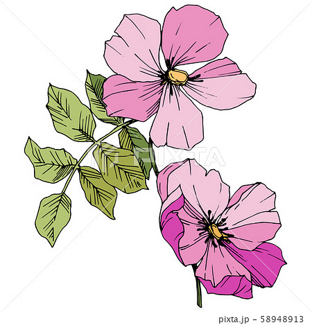 Wildflower rosa canina in a vector style isolated. Pink engraved ink art. 58948913