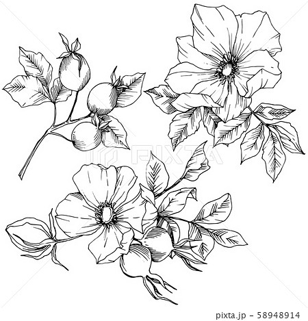 Wildflower rosa canina in a vector style isolated. Black and white engraved ink art. 58948914