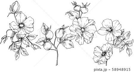 Wildflower rosa canina in a vector style isolated. Black and white engraved ink art. Wildflower rosa canina in a vector style isolated. Black and white engraved ink art. 58948915