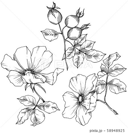 Wildflower rosa canina in a vector style isolated. Black and white engraved ink art. Wildflower rosa canina in a vector style isolated. Black and white engraved ink art. 58948925