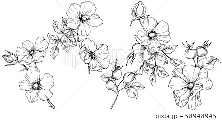 Wildflower rosa canina in a vector style isolated. Black and white engraved ink art. Wildflower rosa canina in a vector style isolated. Black and white engraved ink art. 58948945