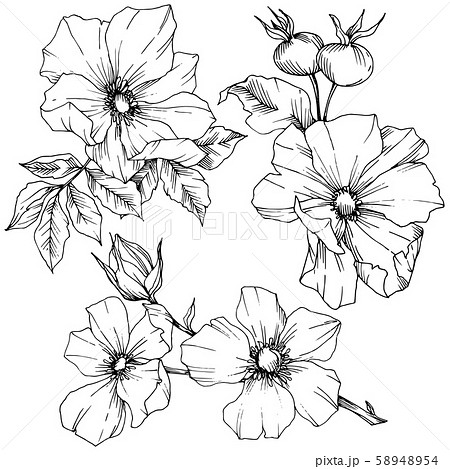 Wildflower rosa canina in a vector style isolated. Black and white engraved ink art. 58948954