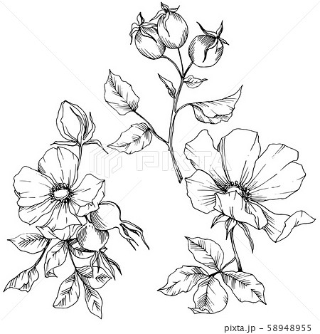Wildflower rosa canina in a vector style isolated. Black and white engraved ink art. Wildflower rosa canina in a vector style isolated. Black and white engraved ink art. 58948955