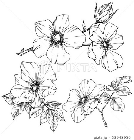 Wildflower rosa canina in a vector style isolated. Black and white engraved ink art. Wildflower rosa canina in a vector style isolated. Black and white engraved ink art. 58948956