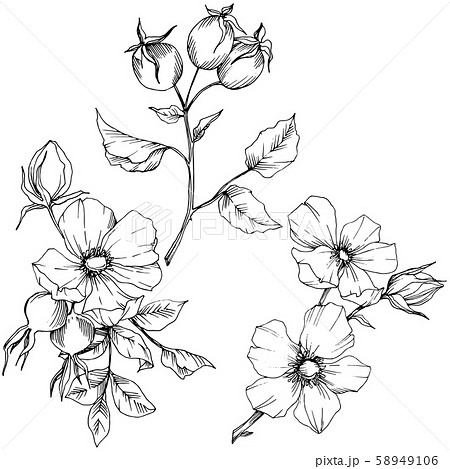 Wildflower rosa canina in a vector style isolated. Black and white engraved ink art. Wildflower rosa canina in a vector style isolated. Black and white engraved ink art. 58949106