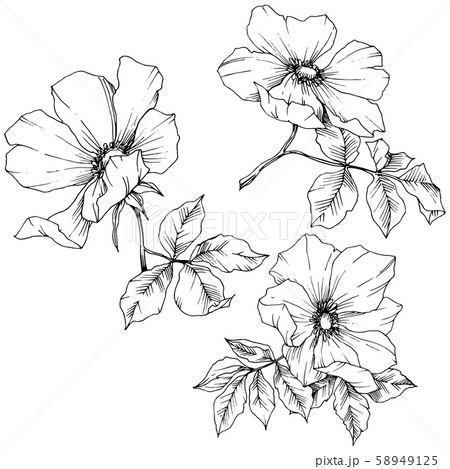 Wildflower rosa canina in a vector style isolated. Black and white engraved ink art. 58949125