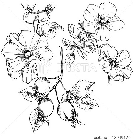 Wildflower rosa canina in a vector style isolated. Black and white engraved ink art. 58949126