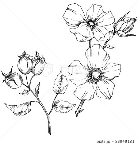 Wildflower rosa canina in a vector style isolated. Black and white engraved ink art. Wildflower rosa canina in a vector style isolated. Black and white engraved ink art. 58949131