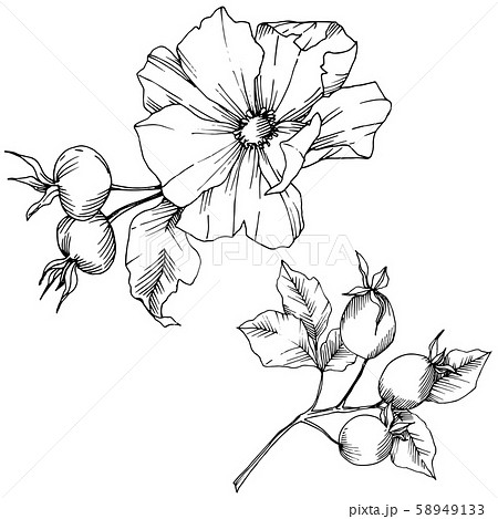 Wildflower rosa canina in a vector style isolated. Black and white engraved ink art. Wildflower rosa canina in a vector style isolated. Black and white engraved ink art. 58949133