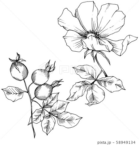 Wildflower rosa canina in a vector style isolated. Black and white engraved ink art. 58949134