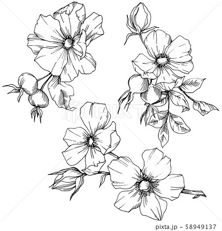 Wildflower rosa canina in a vector style isolated. Black and white engraved ink art. Wildflower rosa canina in a vector style isolated. Black and white engraved ink art. 58949137