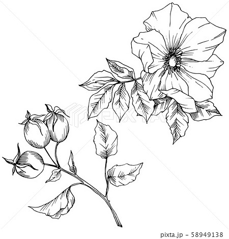 Wildflower rosa canina in a vector style isolated. Black and white engraved ink art. Wildflower rosa canina in a vector style isolated. Black and white engraved ink art. 58949138