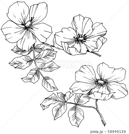 Wildflower rosa canina in a vector style isolated. Black and white engraved ink art. 58949139