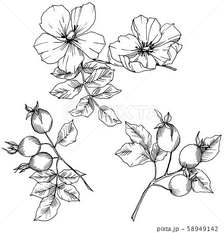 Wildflower rosa canina in a vector style isolated. Black and white engraved ink art. 58949142
