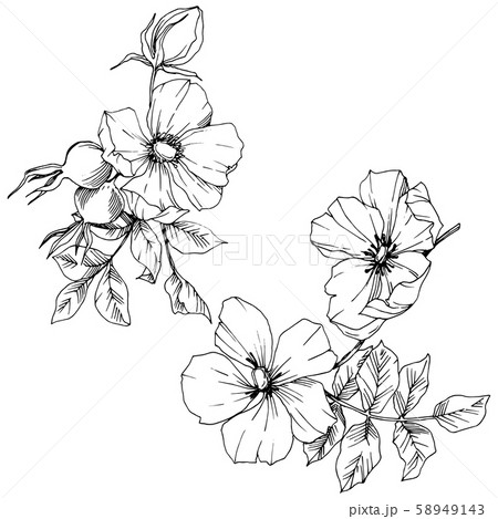 Wildflower rosa canina in a vector style isolated. Black and white engraved ink art. Wildflower rosa canina in a vector style isolated. Black and white engraved ink art. 58949143