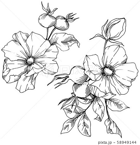 Wildflower rosa canina in a vector style isolated. Black and white engraved ink art. Wildflower rosa canina in a vector style isolated. Black and white engraved ink art. 58949144