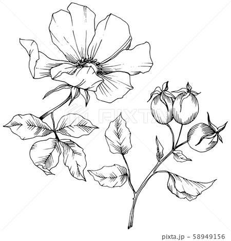 Wildflower rosa canina in a vector style isolated. Black and white engraved ink art. 58949156