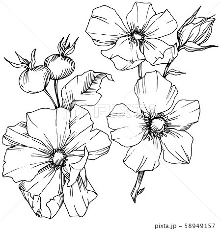 Wildflower rosa canina in a vector style isolated. Black and white engraved ink art. 58949157