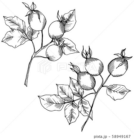 Wildflower rosa canina in a vector style isolated. Black and white engraved ink art. 58949167