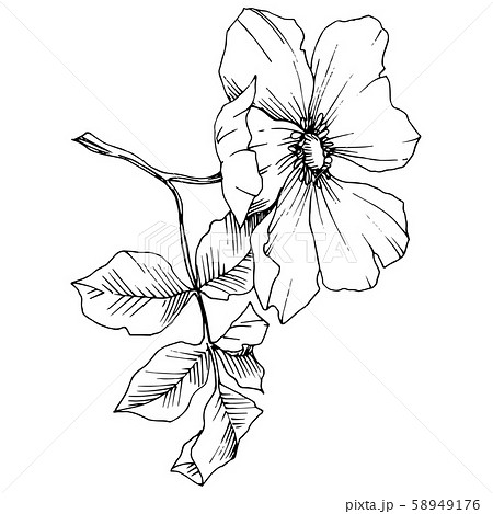 Wildflower rosa canina in a vector style isolated. Black and white engraved ink art. 58949176