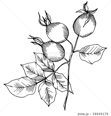 Wildflower rosa canina in a vector style isolated. Black and white engraved ink art. 58949179