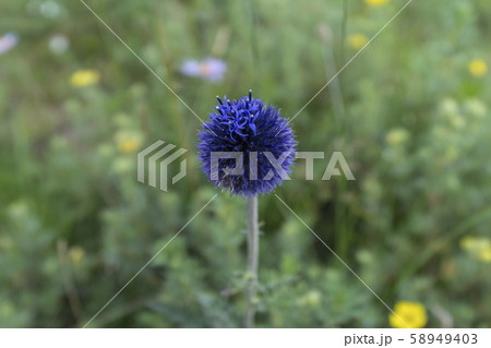 花 植物 野生の花 58949403