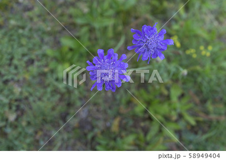 花 植物 野生の花 58949404